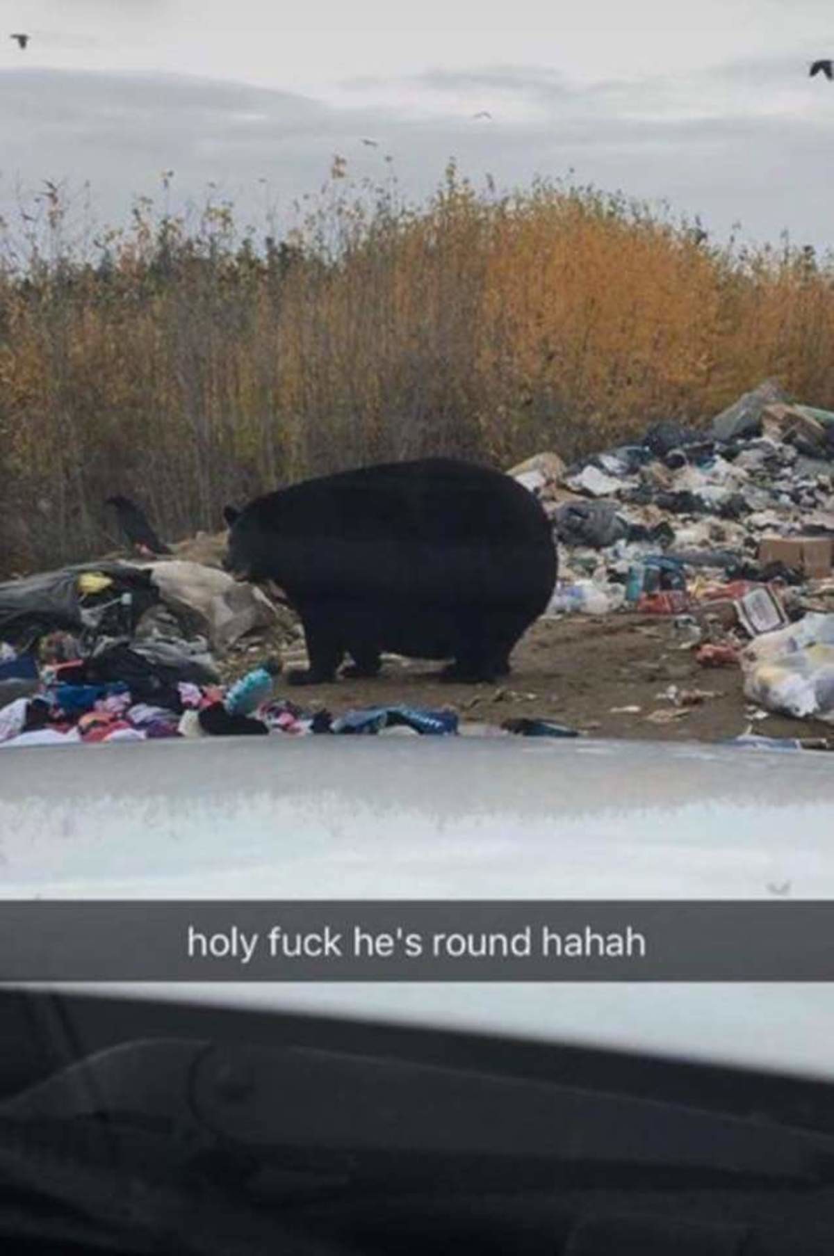 round bear.jpg